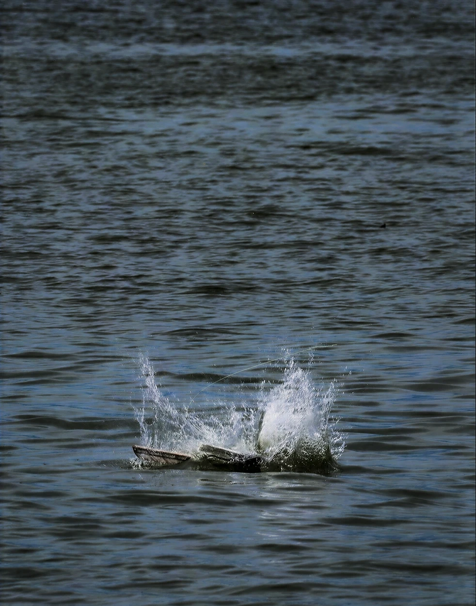 ALBATROSS landing and self-righting on water